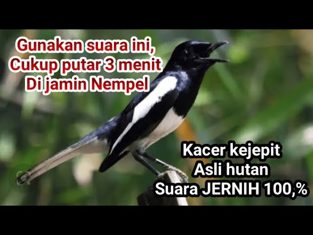 Suara Pikat Kacer Kejepit Suara Jernih 100%ampuh class=