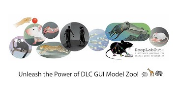 Using the SuperAnimal model(s) in the DeepLabCut GUI!