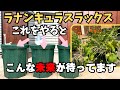 【ラナンキュラスラックス】これをやると必ず後悔します！僕の失敗を繰り返さないで！