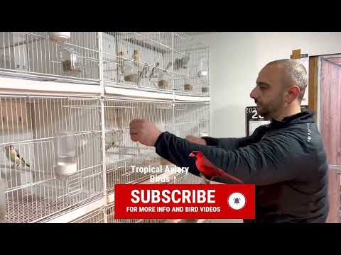 Video: American Goldfinches koos lindude konjunktiviit