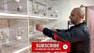 Goldfinch Bird Room Tour | Visit a Breeder of Major Goldfinch and Canary Birds | Aviary Birds
