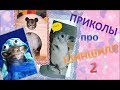 Лучшие приколы про ШИНШИЛЛ! Смешные ШИНШИЛЛЫ! Funny chinchillas❤#2