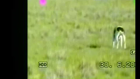 Quail Hunting with Pointers