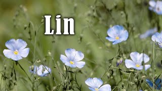 Lin : variété fibre vs variété huile