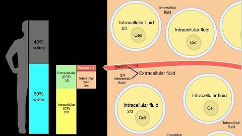 Body fluid compartments