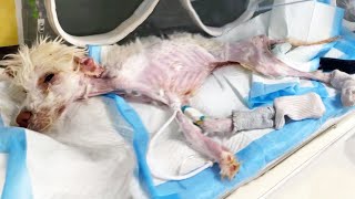 He lived for many days without food! The dying dog did not give up! Look what happened!