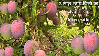 2 lakh rupye kilo ka aam/miya Zaki mengo/japani mengo/word ka sabse mahnga aam/ miya Zaki aam