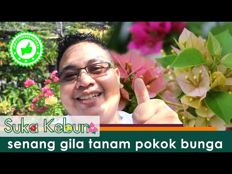 Video: Di manakah pokok bougainvillea tumbuh?