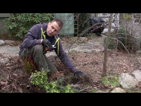 How To Cut Perennials In Spring
