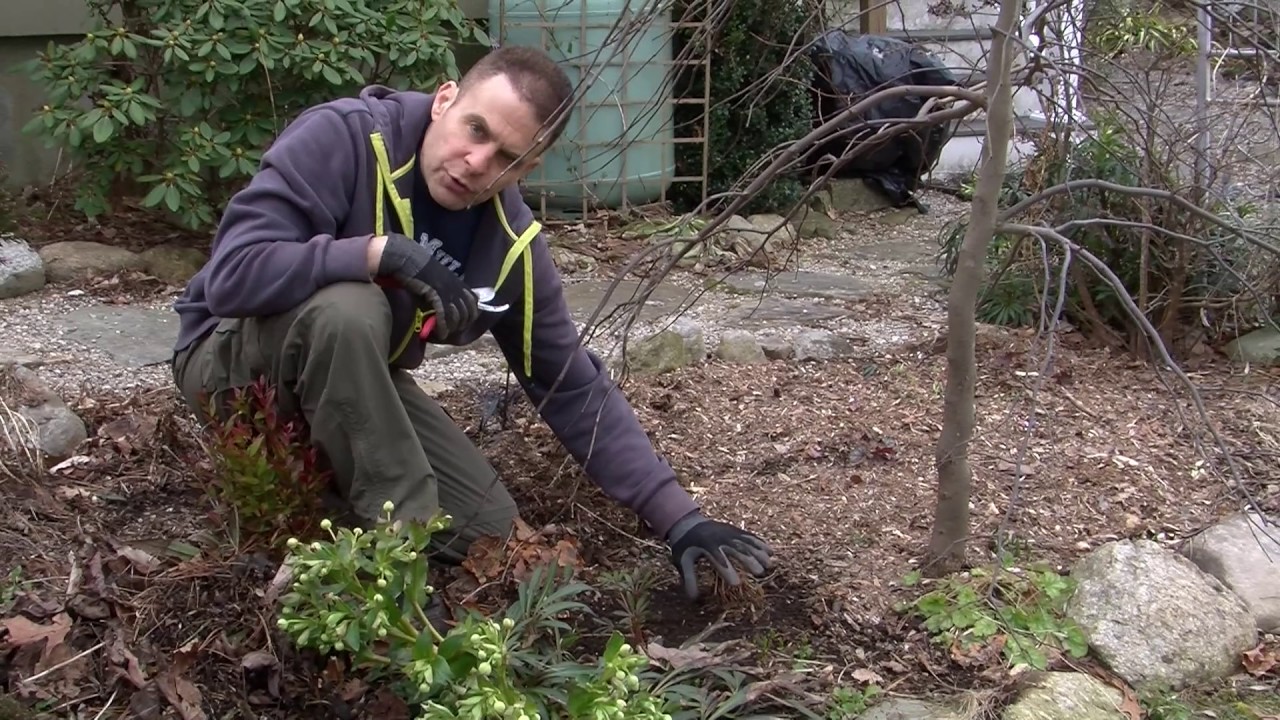 How To Cut Perennials In Spring YouTube