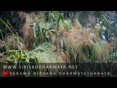 පඨමධම්මවිහාරී සුත‍්තං / දුතියධම්මවිහාරී සුත‍්තං (II) — ත්‍රිපිටක සූත්‍ර දේශනා · මීවනපලානේ සිරි ධම්මාලංකාර හිමි
