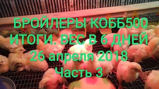 Бройлеры Кобб500 (Чехия) / Часть 3: Итоги инкубации и вес в 6 дней