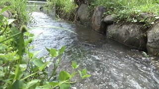 奮不鯝身龍潭湖鯝魚逆流洄游產卵季展開 