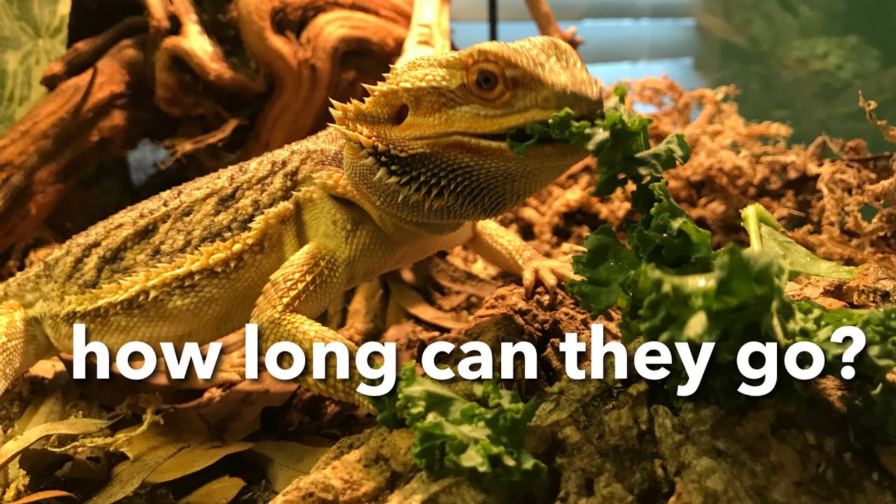 How Long Can Your Bearded Dragon Go Without Food?