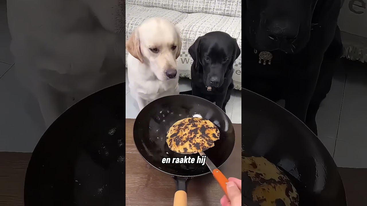 De meest goedhartige hond ter wereld 😯❤️