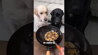 De meest goedhartige hond ter wereld 😯❤️