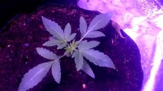 Cannabis Autoflower Garden Update - Week 4