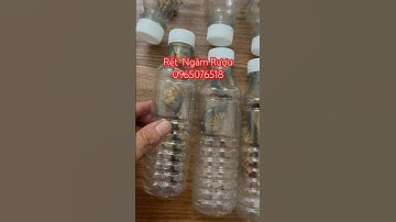 Rết ngâm rượu, rết có tác dụng gì, mua rết ở đâu, rết cho cá rồng ăn, rết sống Hà Nội, con ret song