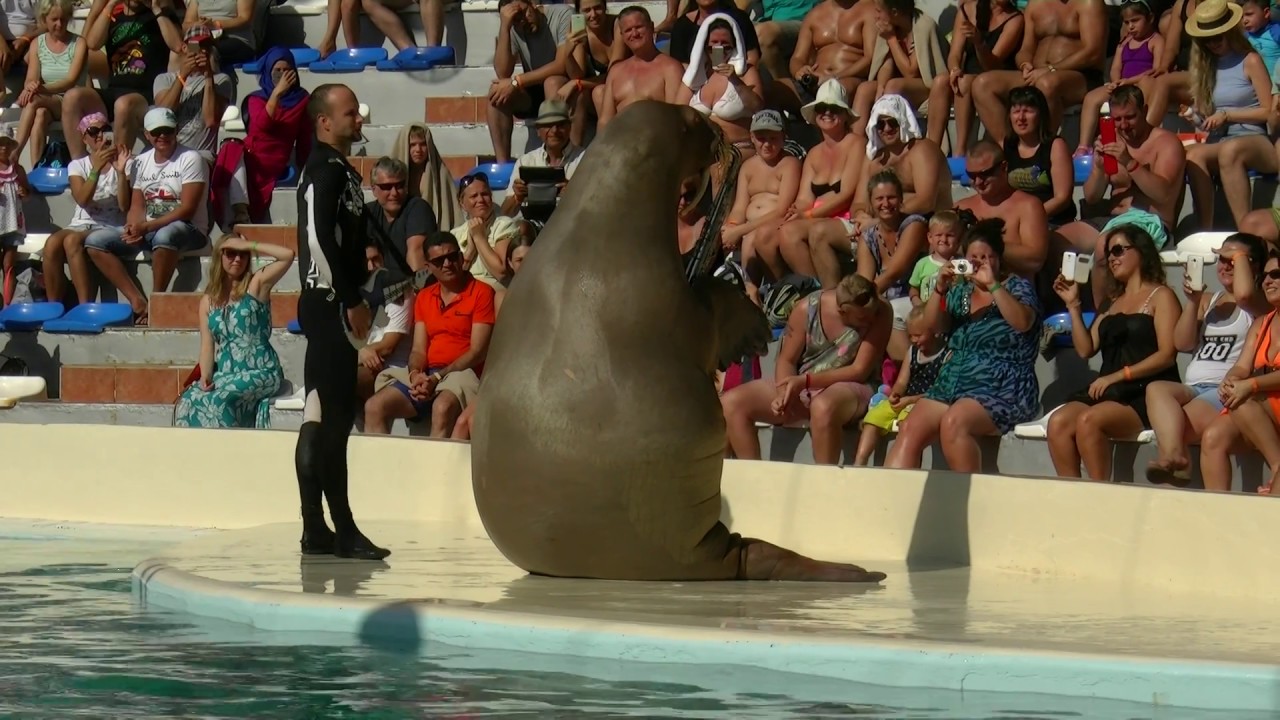 Walrus Silva,dolphinarium Troy 2014