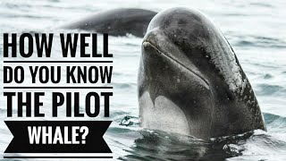 Pilot whale || Description, Characteristics and Facts!