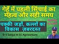 Importance of first irrigation in wheat | First sinchai time in wheat |
