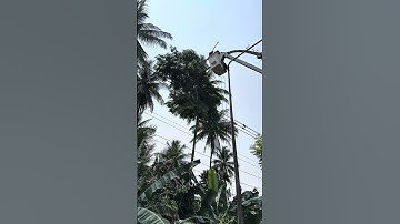 Cutting down tall tree cross on MV transmission line #33kV #PM #LinemanTHA #StrongGrid