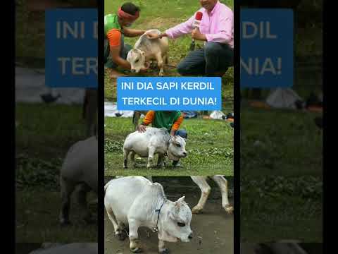 Video: Apa yang dimaksud dengan melenguh sapi?