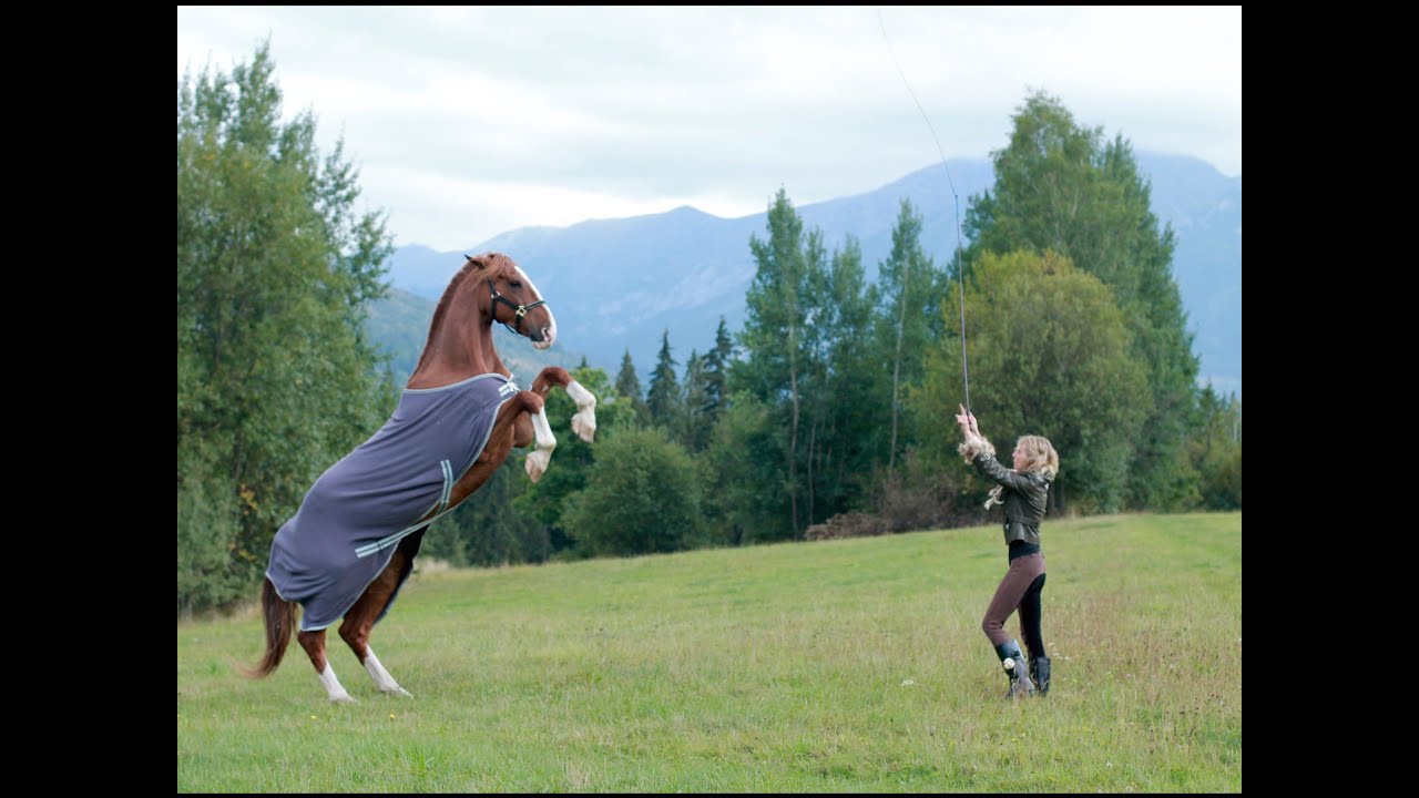 Jak nauczyć konia stawać dęba... Końskie sztuczki :)