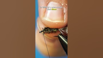 Griffiths Gnat Fly!! #semperfli #fishing #fly #flytyingnation #flytying