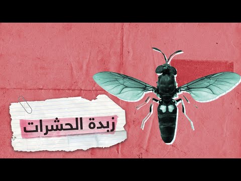 زبدة الحشرات بدلا من زبدة الحليب | RT Play