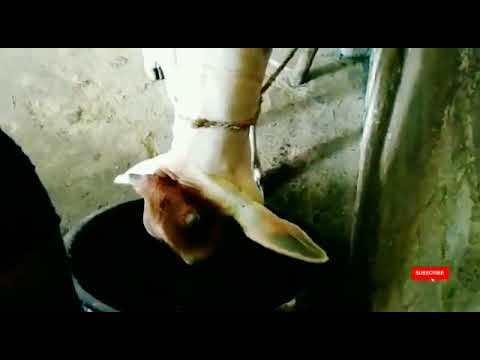 #ଆମ_ଗାଈ_ଚମ୍ପାର_ସକାଳ_ଖାଦ୍ୟ //#cow #odisha #india #bapun_catalyst