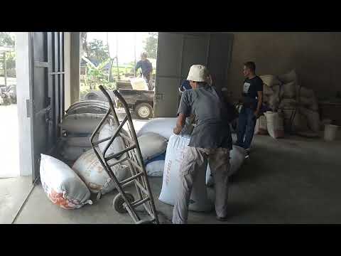 PERSIAPAN STOK BAHAN GABAH by DeYOESOEF CHANNEL