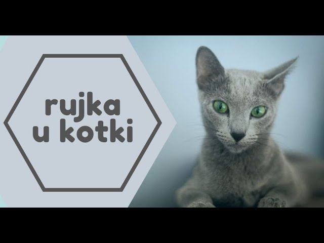 Waarom Sproeit Een Kat In Huis? - De Gelukkige Huiskat - Kattengedrag -  Youtube