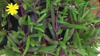 Othonna Capensi̇syakut Kolyesi̇ Çi̇çeği̇ Bakimi Ve Hangi̇ Toprağa Di̇ki̇li̇r Nasil Çoğalir