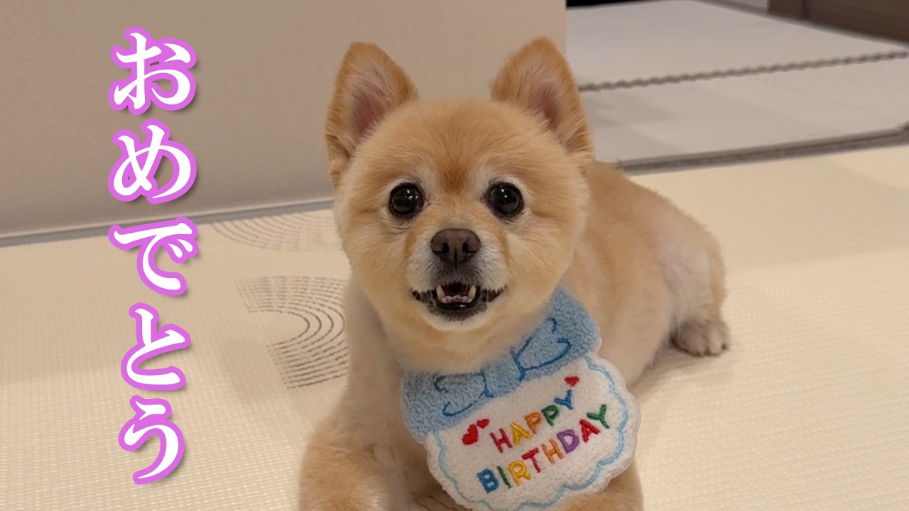 【祝】ポメくん、11歳の誕生日おめでとう!