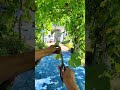 The easy way to get a grapevineseedling#smartfarming#fruitfarming#gardenplants