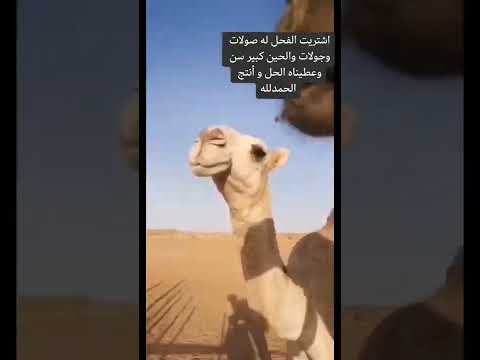 أعطى الفحل حبوب فياقرا شاهد النهاية