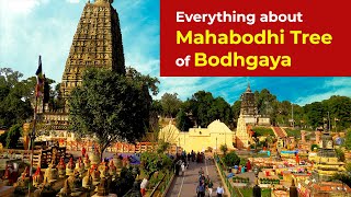Pohon Bodhi Bodhgaya: Kisah pencerahan Buddha dan Penghancuran Berulang Kali
