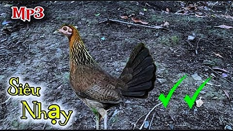 Gà mái rừng Kêu GỌI TRỐNG 2025 Cực NHạy ✔ || Poj qaib seev zoo dib tuaj 💯 ✔