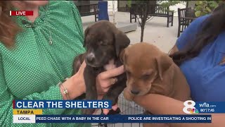 Clear the Shelters:  Humane Society of Tampa Bay looking for families for hundreds of pets