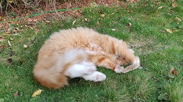 How Our Big Neighbourhood Ginger Cat Reacted to Honeysuckle Wood