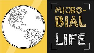 Microbial Life SONG | Bacteria, Virus, Protozoa, &amp; Fungus