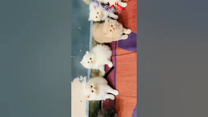 Video 11417901: fluffy persian kitten, persiankitten, furry, royal