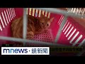台灣核能政策轉型