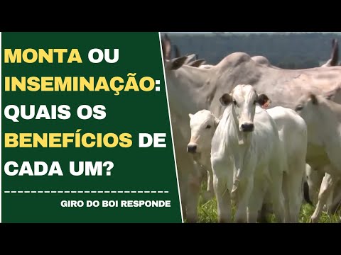 MONTA OU INSEMINAÇÃO: QUAIS OS BENEFÍCIOS DE CADA UM?