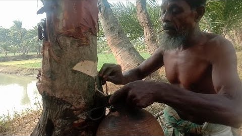 Extraction of date palm juice |খেজুর রস সংগ্রহ করার প্রদ্ধতি |Khejurer rosh | date juice #date_palm