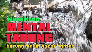 Download Lagu Terapi air untuk menaikkan mental tarung burung agar gacor fighter MP3