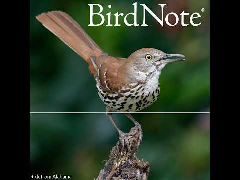 The Brown Thrasher's