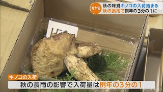 秋の味覚「天然キノコ」の入荷が始まる　マツタケやマイタケなどが次々と競りに　ことしは秋の長雨で例年の３分の１に　岐阜・高山市(2022/9/26)