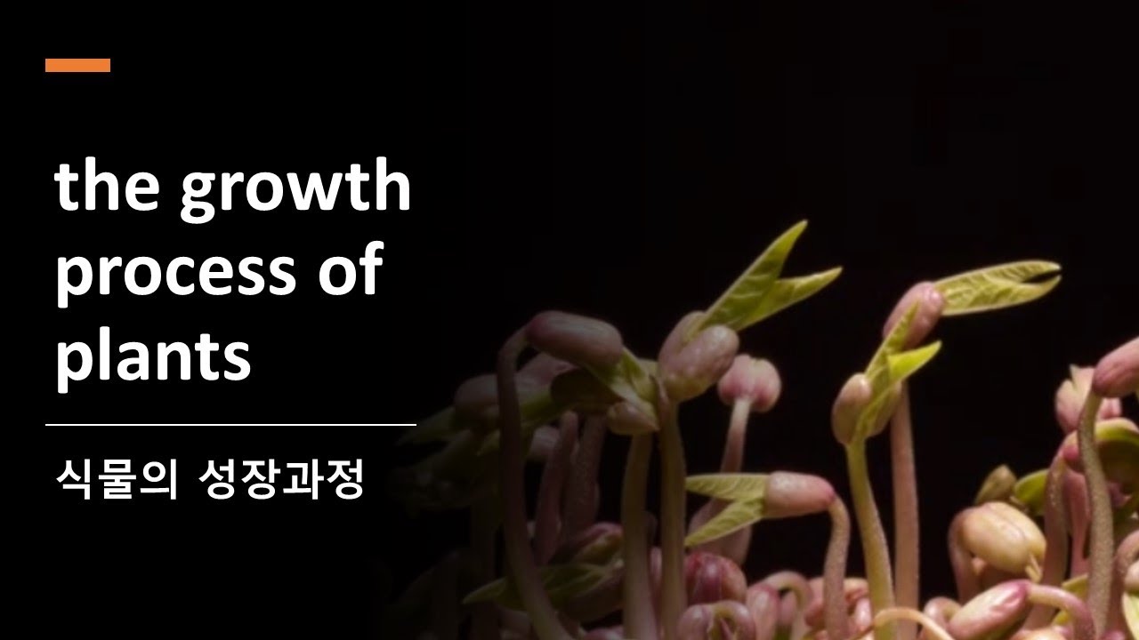 식물의성장과정 l the growth process of plants - YouTube
